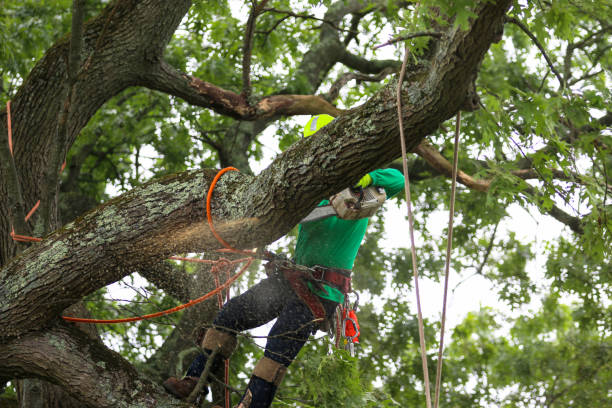 Best Hazardous Tree Removal  in Chenango Bridge, NY