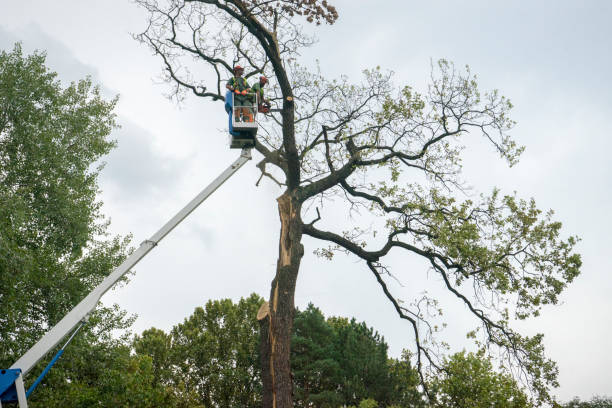 Best Root Management and Removal  in Chenango Bridge, NY